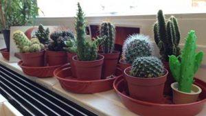 3D Design Software for 3D Printing - Cactus Collection Theo