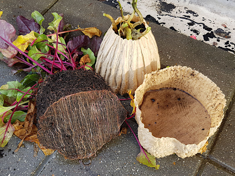 Planters and Roots