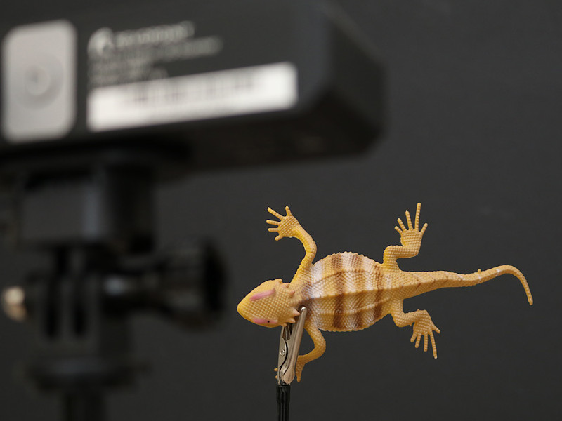 Lizard Clip